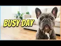 24 Hours With A French Bulldog