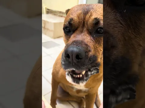 Dog Tries Nuts for the First Time 🐾🥜 | Too Cute to Handle!