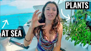 SIMPLE LIFE AT SEA | Plant Haul On Off Grid Living Catamaran Ep. 67