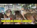Download Lagu Menarik sekali‼️ini dia yang kalian harus tau dari burung flamboyan‼️KANG ARIF