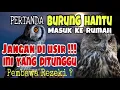 Download Lagu Alhamdulillah, Ternyata Begini Pertanda Burung Hantu Masuk Rumah