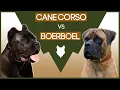CANE CORSO vs BOERBOEL What s The difference