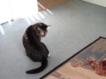 Cat Hisses at Tail