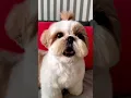 shihtzu Dog Barking| ShihTzu barking #dogs #shihtzupuppies