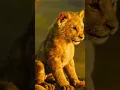 Download Lagu Lion King 👑 #music #audio #phonkmusic