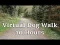 Download Lagu Dog TV Videos for Dogs to Watch : Virtual Dog Walk in The Woods - Dog Watch TV ✅