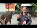 Download Lagu Borya in the center #irysik3076 #deer #animals #deer #deerboris #deerborya #deerborka
