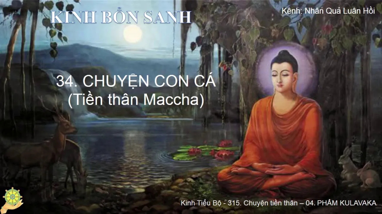 34 Truyện CON CÁ Tiền thân Maccha Truyện Tiền Thân Đức Phật Tập 1 