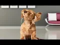 Funny Cocker Spaniel Compilation
