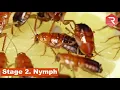 The Life cycle of cockroaches explained