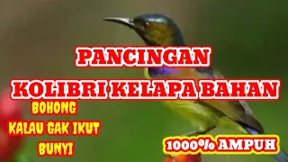 pancingan kolibri kelapa bahan agar cepet bunyi 100 ampuh korlap bahan di jamin ikut bunyi bird