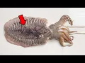 Cuttlefish Differ Significantly from Squid Cuttlefish Dissection