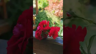 برمشك الأكحل ناوي أتغزل 