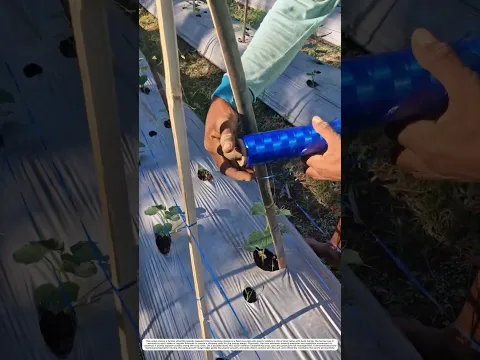 Installing Trellis Stakes: How Manual Tying Transforms Bamboo Poles into a Neat Framework