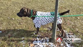 Adoptable dogs in Ohio Reese