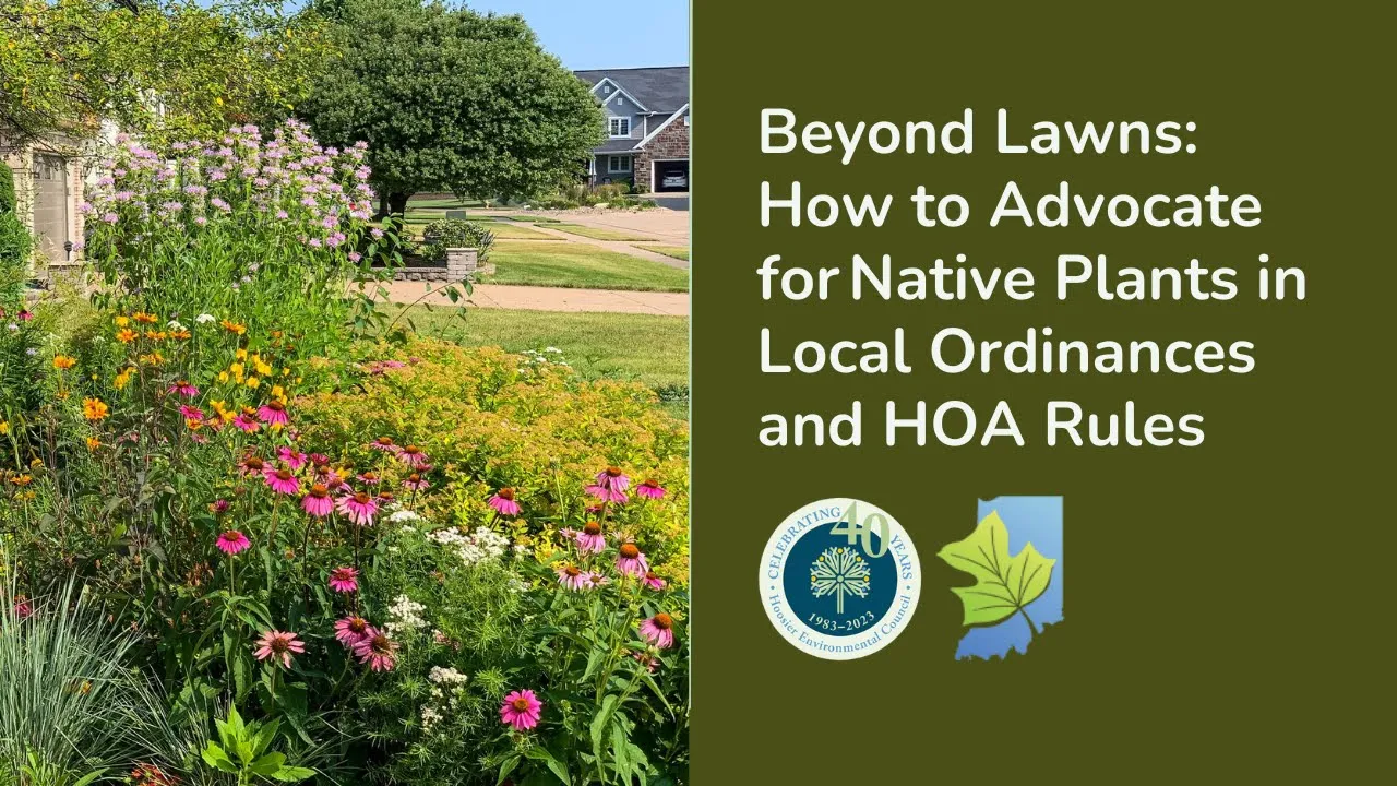 Beyond Lawns: How to Advocate for Native Plants in Local Ordinances and HOA Rules
