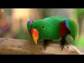 Most Beautiful Parrots of Australia | Colourful Birds | Relaxing Nature Sounds | Australian Wildlife