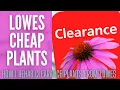 How I REHAB CLEARANCE PLANTS Clearance Plants From Lowes Cheap Plants