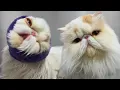 I Laughed So Hard Editing This Ralph The Funny Persian Cat