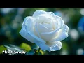 Download Lagu The most beautiful music for the heart🌺Listen and feel peace🌿Sergey Grischuk #2