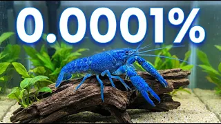 I Raised the Rarest Crawfish for 500 Days