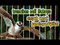Download Lagu trucukan ribut call bahaya sangat ampuh untuk pancingan dan pikat.