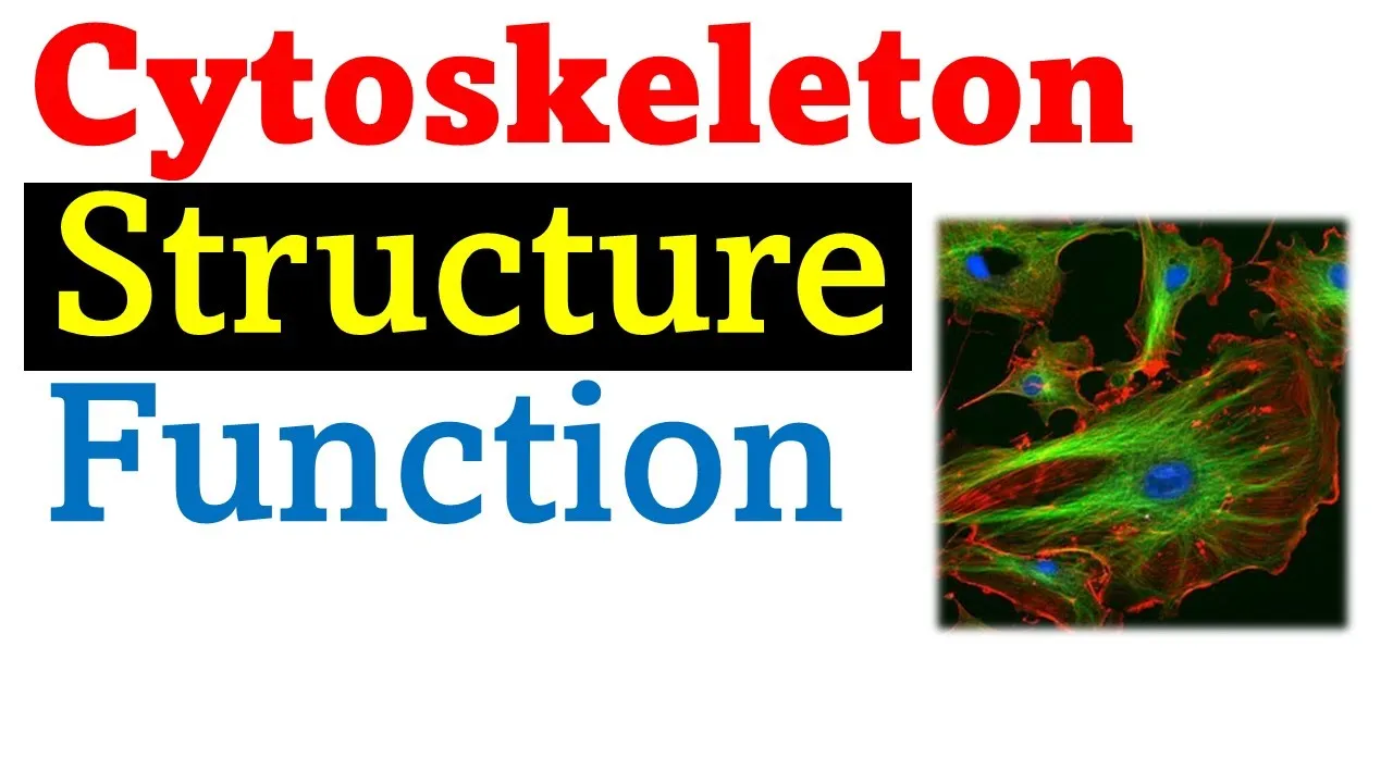Cytoskeleton structure and function