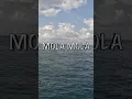 Download Lagu Did you know mola mola jump out the water🤯 #molamola #indonesia #bali #bigfish #ocean #fishinh #wow