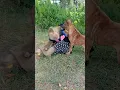 SokYaa Family's POWERFUL Protective Instinct for Newborn !