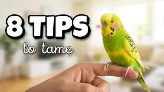 How to Gain Your Budgie's Trust Successfully | 8 Tips for Taming