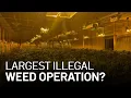 Download Lagu $10M Cash, 100K Plants Seized in East Bay Illegal Marijuana Operation: Sheriff
