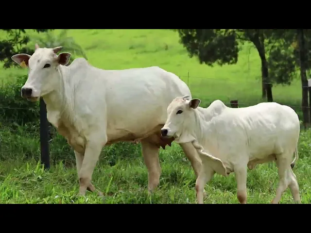 Matriz Nelore EPCO - 825