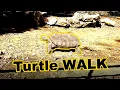 Turtle Walk cycle animation reference