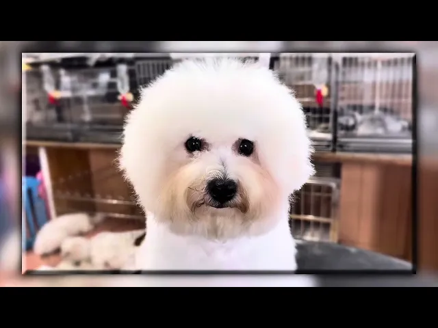 動画