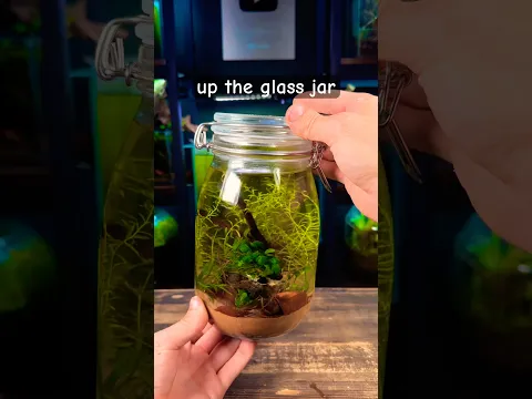 Creating A Self-Sustaining Ecosystem For Tiny Snails!🐌