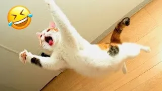 Cheer up your day with adorable and hilarious animals! ♥
