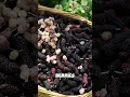 Mulberry processed in strange way