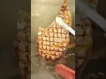 Download Lagu ate the world's largest piece of meat