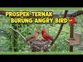 Download Lagu PROSPEK CERAH TERNAK BURUNG ANGRY BIRD DI INDONESIA