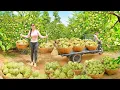 Download Lagu Use Truck To Harvest Tons Of Sugar Apple ( Quả NA), Go To Countryside Market Sell For Villager