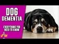 Download Lagu Canine Dementia: everything you need to know about senility in dogs