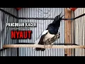 Download Lagu kacer gacor NGEPLONG tarung ini paling ampuh buat PANCINGAN KACER agar EMOSI