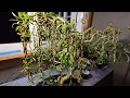 Corkscrew willow as a Bonsai Tree You decide