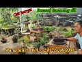 Download Lagu Cek harga bonsai sancang dll koleksi bang Junet WA +62 812-5248-0381