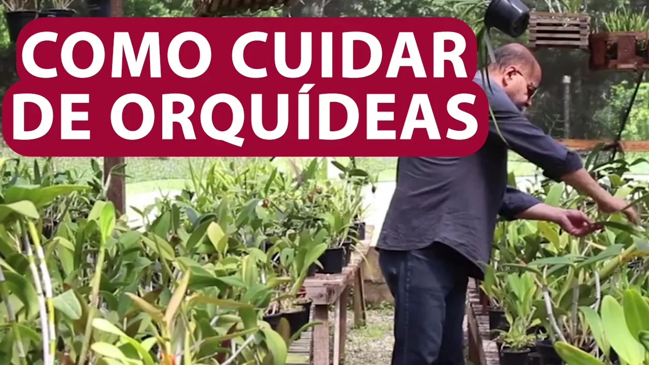 COMO CUIDAR DE ORQUÍDEAS