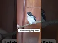 Download Lagu Suara Anakan Burung Jingjing Batu