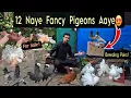 Download Lagu 12 New fancy pigeons Ka Shoq!😍🕊