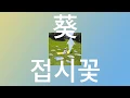 Download Lagu 우리가 상상했던 미래는🌼: 아이묭 -  접시꽃(Aoi) [가사/발음/해석]