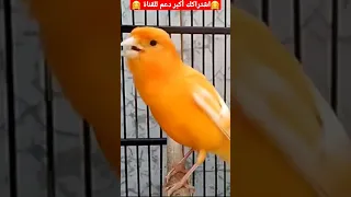 تغريد ذكر كناري هائج بدون أخطاء لتحفيظ صغار الكناري Singen Ganari Vogel 