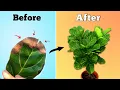 Fiddle Leaf Fig Plant Care Tips - STOP Leaf Drop